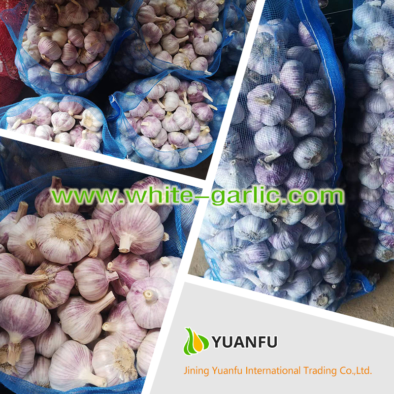 garlic suppliers